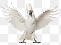 PNG Happy smiling Cacatua galerita dance cockatoo animal parrot.