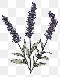 PNG A lavender illustration flowers purple.