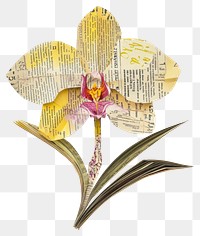 PNG Paper yellow orchid art vintage flower.