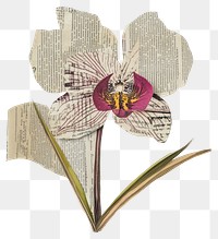 PNG Paper orchid flower art illustration.