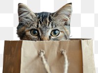 PNG Cat peeking behind a shopping bag photography animal kitten.