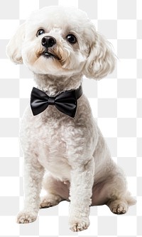 PNG Dog background bowtie black.