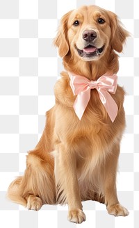 PNG Golden Retriever dog wears Ribbon bow for gift wrapping collar at wedding retriever animal golden.