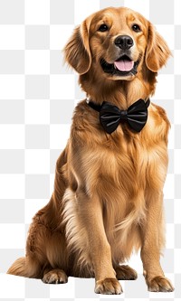 PNG Golden Retriever wears black bow collar at wedding retriever golden bowtie.