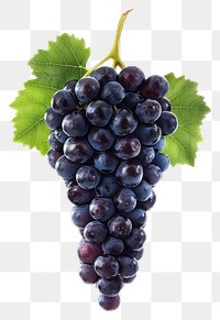 PNG A wild grape grapes photography isolated.