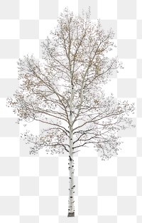 PNG A Aspen tree background isolated nature.