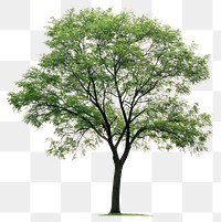 PNG A Elm tree background isolated nature.