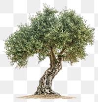 PNG A olive tree nature background isolated.