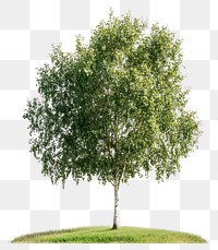 PNG A Poplar tree nature landscape sycamore.