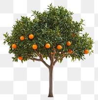 PNG An orange tree isolated fruit plant.