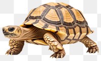 PNG Tortoise reptile animal  