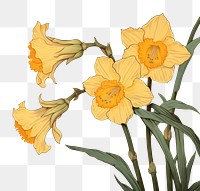 PNG Yellow daffodil flower plant art.