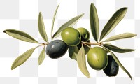 PNG Olive plant food leaf.