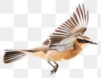 PNG Whinchat flying sparrow animal. 