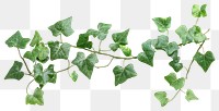 PNG Ivy vine background isolated leaves.