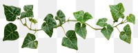 PNG Ivy vine background leaves plant.