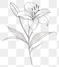 PNG Hand drawn of lilly flower drawing minimalist sketch.