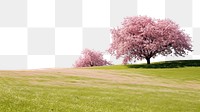 PNG Hilly grass field with cherry blossom trees landscape outdoors nature.