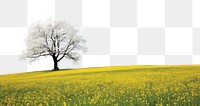 PNG Hilly grass field with yellow blossom trees landscape grassland outdoors.