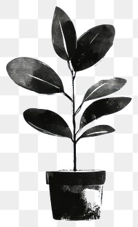 PNG Rubber plant in pot leaves black white.