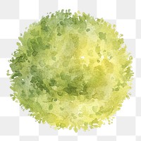 PNG Green tree illustration watercolor texture.