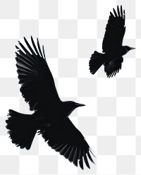 PNG Birds flying silhouette silhouettes background blackbird.