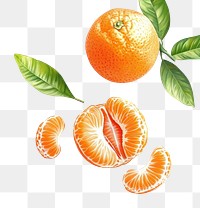 PNG Tangerine with leaf illustration background produce.