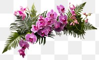 PNG Fern and Vanda orchids flower plant petal.