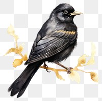 PNG Black color bird blackbird animal 