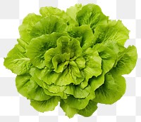 PNG Green batavia lettuce salad head vegetable plant green. 