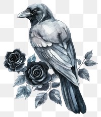 PNG A raven with Black roses art illustration drawing.