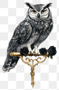 PNG Owl perches on a small Gothic gold Iron Bar with black roses art owl illustration.