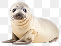 PNG Seal animal mammal white background. 