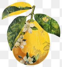 PNG Lemon shape collage cutouts vintage leaves fruit.