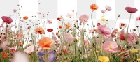 PNG Flower field grassland outdoors design