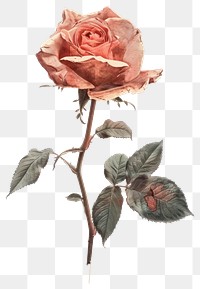 PNG Rose shape collage cutouts vintage flower illustration.