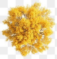 PNG Real yellow birch tree photography foliage view.