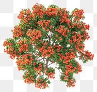 PNG Poinciana red flower tree flowers orange plant.