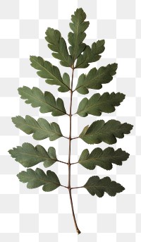 PNG Real Pressed a single minimal rowan leaf green texture plant fern.