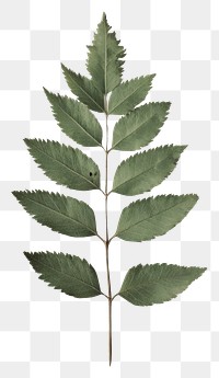 PNG Real Pressed a single minimal rowan leaf green herbarium plant herbs.