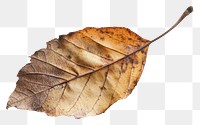 PNG A dry leaf background white 