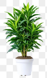 PNG Real Dracaena trifasciata plant houseplant decorative enthusiast.