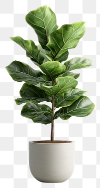 PNG Real Fiddle-leaf fig plant planter fiddle.