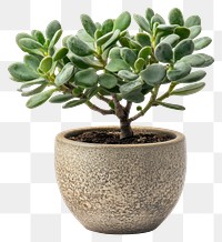 PNG Real Jade plant indoor jade jade plant houseplant.