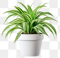 PNG Real Spider Plant indoor plant white pot.