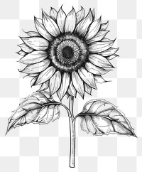 PNG Hand drawn of Sun flower drawing sunflower sketch.