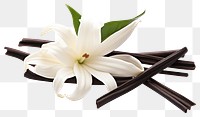 PNG Vanilla flower plant petal. 