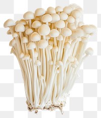 PNG Mushrooms background white enoki.