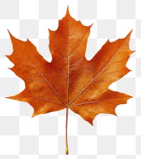 PNG Maple leaf photography isolated illustration.