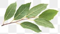 PNG Bay leaves leaf bay illustration.